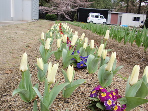 根っこからお花