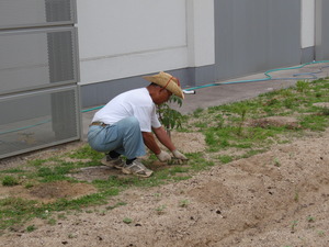 植物って最強！！