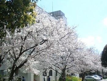 春が来ました♪