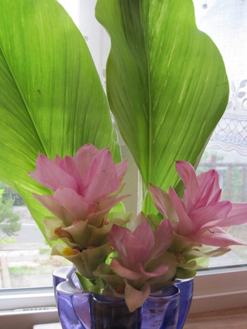ウコンの花