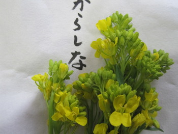 菜の花の色々♪