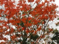奄美の紅葉