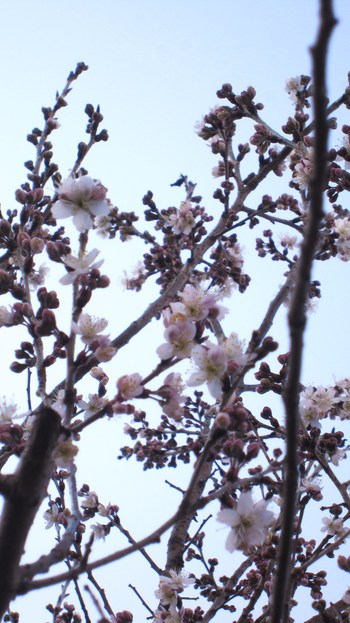 雛の宴　&　左近の桜