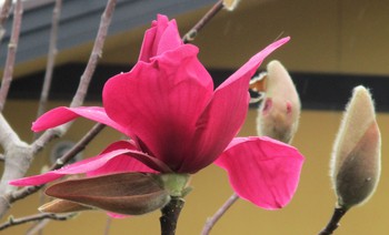 今日の庭の花＆野鳥便り～「啓応桜」「木瓜」＆「ジョウビタキ」