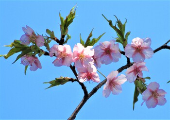 アトリエ&ファバラカフェ宿根草．花まつり～桜リレー咲きシーズン♪ご案内・スケジュール～