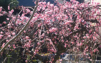 今日の花便り～枝垂れ梅・見頃ですよ♥河津桜咲きました♪
