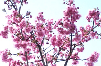 今日の桜便り～✿　「陽光桜」　満開✿　「山桜」　開花✿