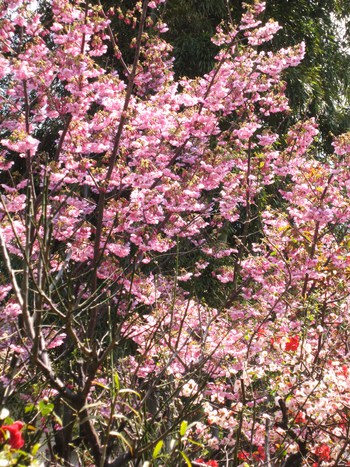 今日の桜便り～✿　「陽光桜」　満開✿　「山桜」　開花✿