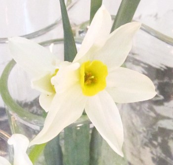 黄色のミニ水仙の花～✿