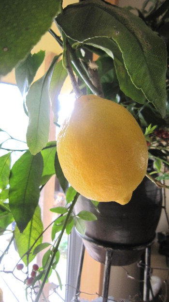 庭の檸檬