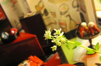 山葵の花　と　おひなさま