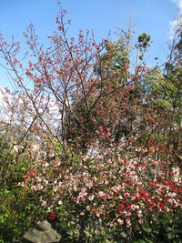 庭の桜リレー咲き ～春分の花便り&休日など