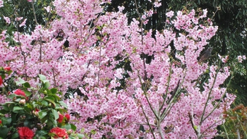 今日の桜❀便り～山桜も咲きました！
