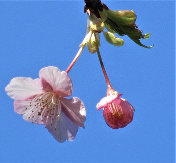 アトリエ&ファバラカフェ宿根草．「庭の桜リレー咲きシーズン」　ご案内♪