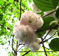「庭の桜リレー咲き」 ～「八重桜」&「桜シリーズ作品」