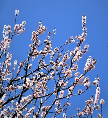 アトリエ&ファバラカフェ宿根草．「庭の桜リレー咲きシーズン」　ご案内♪