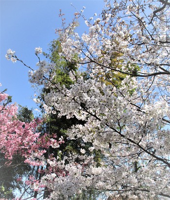 　「吉川よしひろさんのチェロlive♪　&　庭の桜のリレー咲き