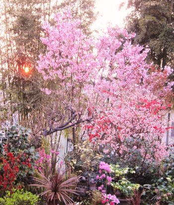 お花見ファバラカフェ～満開の「陽光桜」お見逃しなく～♪