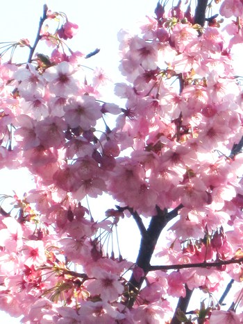 お花見ファバラカフェ～満開の「陽光桜」お見逃しなく～♪