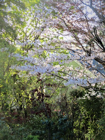 お花見ファバラカフェ♪～今日の庭の花便り～庭の色彩は心に響く春のハーモニーを奏でてます♪