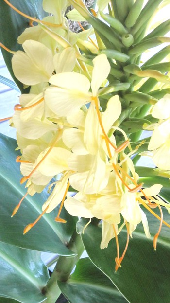 秋にもジンジャ―の花～黄色