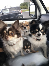 犬からの苦情‼️( っ_ _)っ))すまんの〜