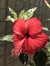 初夏の花❣️(｡^～^｡)