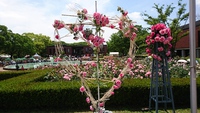 ROSE (*´∀｀)