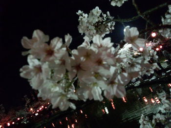 さくら