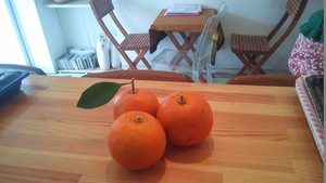 橙をいただいたので！