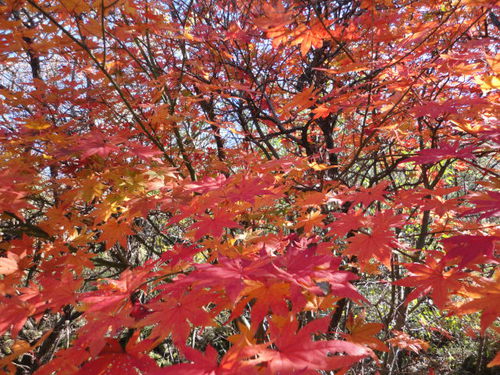 紅葉、樹氷の三俣山