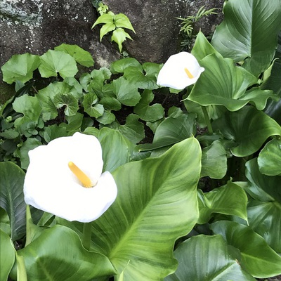 庭のエビネ蘭とカラー