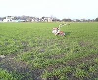 麦の土あげ終了( ｀ー´)ﾉ