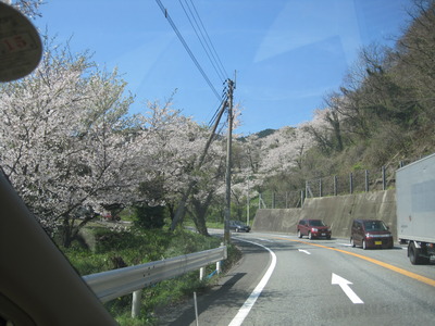 八木山峠の桜　満開