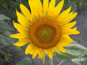 太陽の花です(*^_^*)