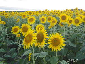 太陽の花です(*^_^*)