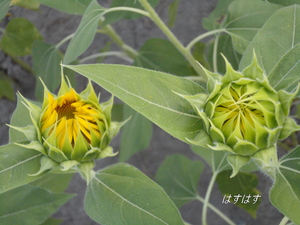 太陽の花です(*^_^*)