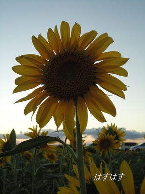 太陽の花です(*^_^*)