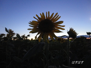 太陽の花です(*^_^*)