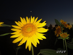 太陽の花です(*^_^*)