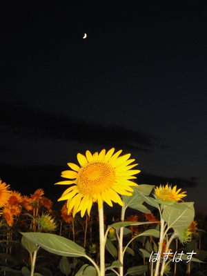 太陽の花です(*^_^*)