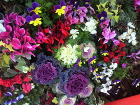 お花だ〜