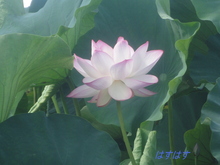 朝から暑かったわ～
