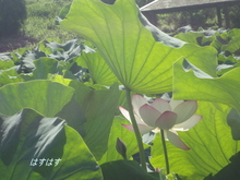 朝から暑かったわ～