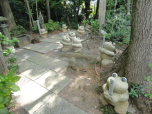 かえるがたくさん（＾－＾）