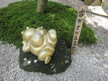かえるがたくさん（＾－＾）