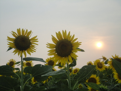 夕暮れに(^^♪