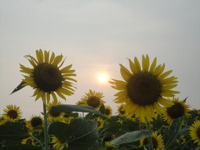 夕暮れに(^^♪