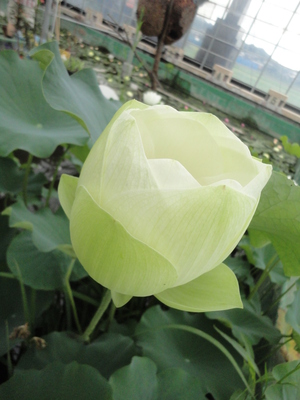 蓮花②＆はちみつソフト