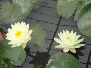 蓮花②＆はちみつソフト